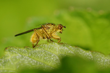 Fly - Yellow Dung Fly, Scathophaga stercoraria