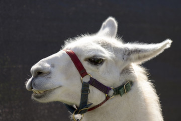 Fototapeta premium Lama