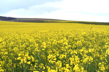 Fototapeta premium Yellow canola field in harvesting time