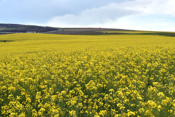 Yellow canola field in the summer