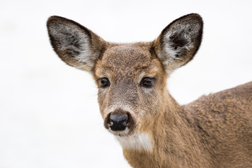 White-tailed Deer - Odocoileus virginianus