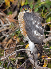 Sharp-shinned Hawk Staring at Camera