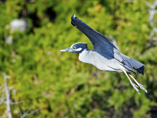 Yelllow-crowned Night Heron in Flight