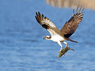 Osprey in Flight with Large Fish