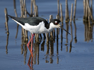 Black-necked Stilt