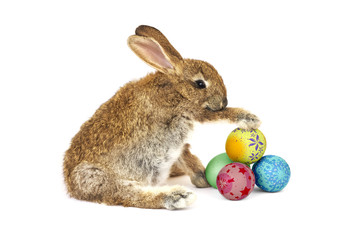 Obraz premium Rabbit holding several easter eggs