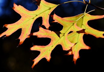 Fototapeta premium Close up of autumn colored pin oak leaves