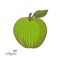 Green apple. Woodcut style. Hand drawn sketch fruits.