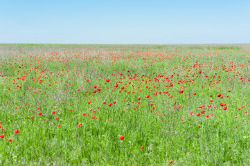 Wild red poppies.