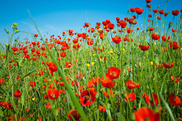 Wild red poppies.