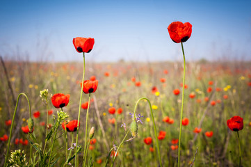 Wild red poppies.