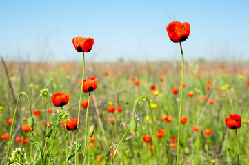 Fototapeta na wymiar Wild red poppies.