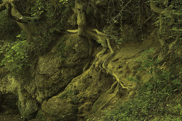 The exposed roots of an old tree
