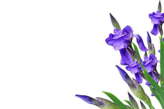 spring flowers  iris isolated on white background. beautiful flo