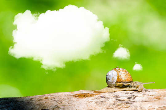 Daydreaming snail on a branch