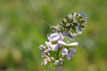 Aurorafalter auf Wiesen-Schaumkraut