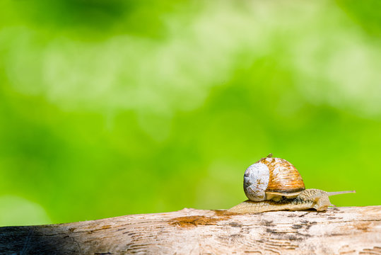 Snail in a forest at springtime