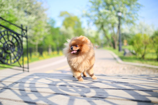 Pomeranian dog on a walk. Dog outdoor. Beautiful dog
