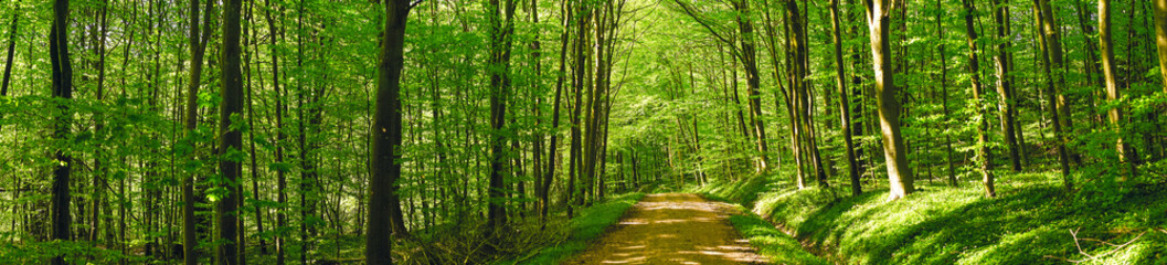 Road in a green forest