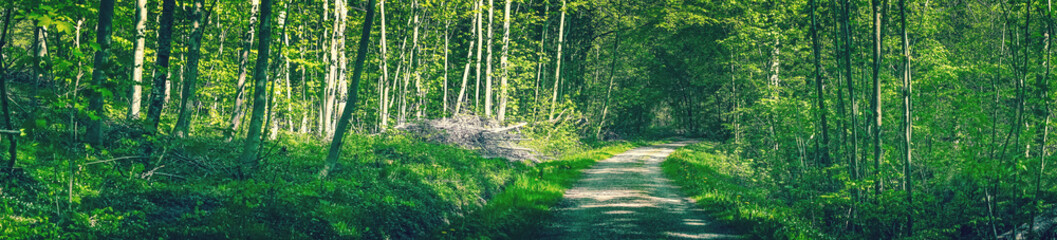 Obraz na płótnie Canvas Idyllic green forest with a road