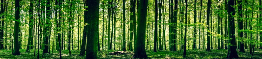 Selbstklebende Fototapete Panoramafotos Idyllischer Wald im Frühling