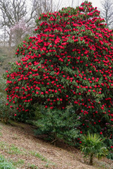 Red Rhododendron in flower