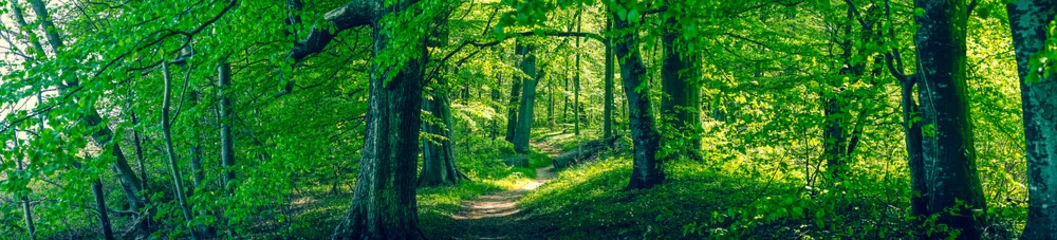 Foto op Plexiglas Bos gebladerte met groene bomen © Polarpx