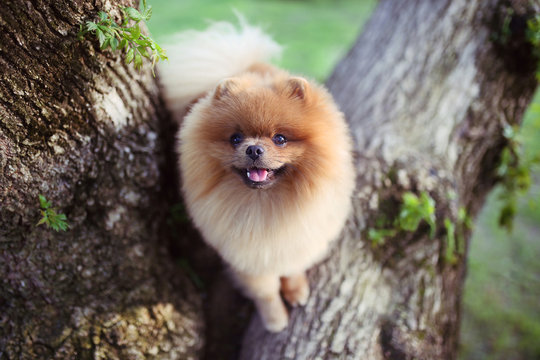 Pomeranian dog on tree. Beautiful dog. Spitz