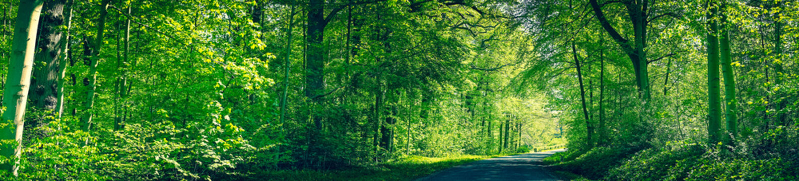 Forest in green colors with a road