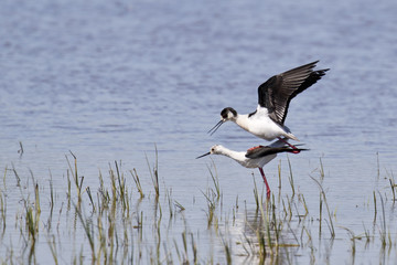 Dos aves cigüeñuelas copulando en una laguna