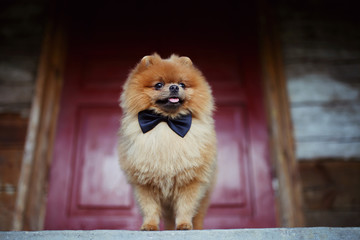 Beautiful pomeranian dog. Serious dog near door. Cute dog - obrazy, fototapety, plakaty