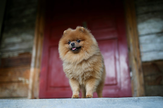 Beautiful pomeranian dog. Serious dog near door. Cute dog