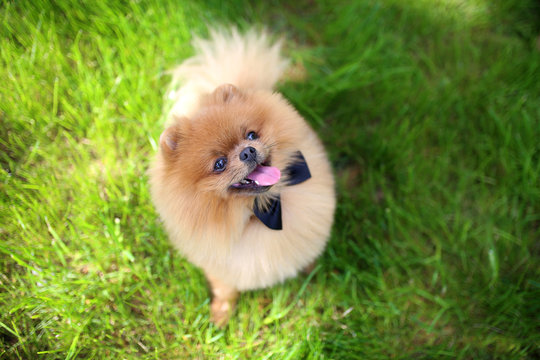 Pomeranian dog on green grass. Dog outdoor. Beautiful dog. Spitz