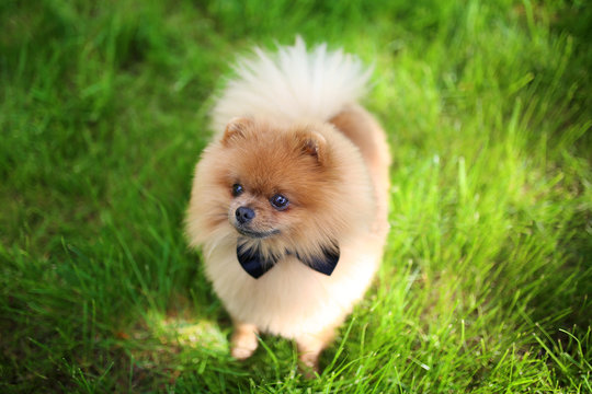 Pomeranian dog on green grass. Dog outdoor. Beautiful dog. Spitz