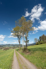 Fototapeta na wymiar Baum mit Feldweg im Schwarzwald