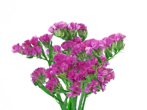 Strandflieder, Limoneum, Meerlavendel