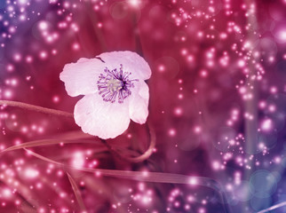 White poppy flower on a magical pink purple background. Blurred lights bokeh background