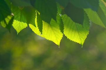 Background of green leaves.