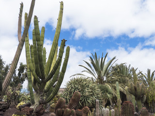 Exotic garden with palm trees and cactuses.