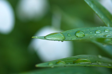 Drops of dew on a green leaf.