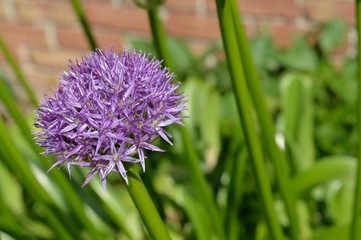 Allium