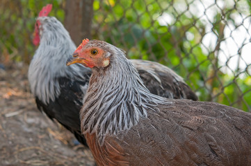 hens in farm