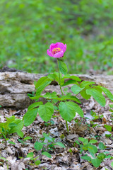 Woodland Peony flower