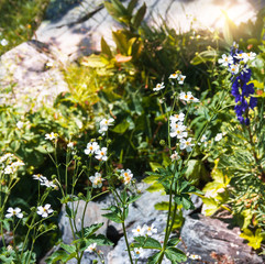 Flowers in alpine meadow.