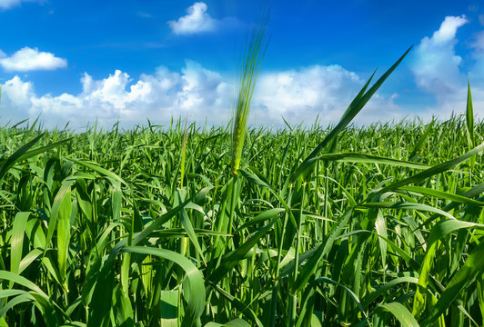 Green field of wheat.