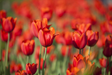 Beautiful red fresh tulips. Nature spring background