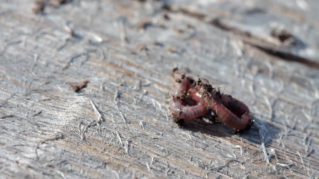 Earthworm Squirms on Wooden Surface. The earthworm squirms on the wooden surface, moves and falls to the ground. Macro earthworm 
