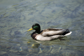 Eine schwimmende Stockente auf dem See