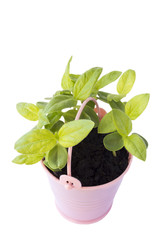 Young plant, seedling in toy pink pail pot isolated on white background