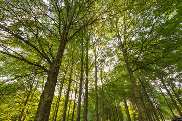 Fototapeta premium Nature Forest Trees